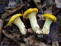 Cantharellus phasmatis