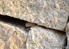 Dendrelaphis tristis