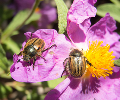 Blitopertha lineolata
