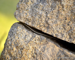 Dendrelaphis tristis