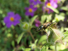 Blitopertha lineolata