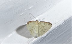 Epiphryne undosata