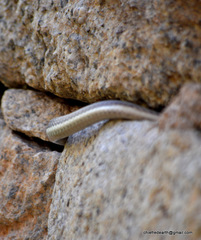 Dendrelaphis tristis