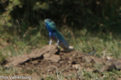 Acanthocercus gregorii