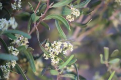 Geijera linearifolia