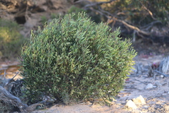 Geijera linearifolia