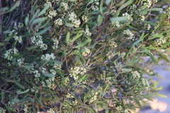 Geijera linearifolia