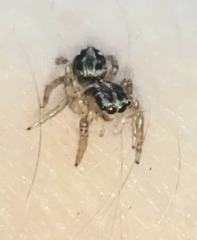 Aphirape