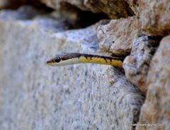 Dendrelaphis tristis
