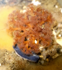 Themiste pyroides