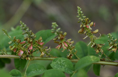 Indigofera tinctoria