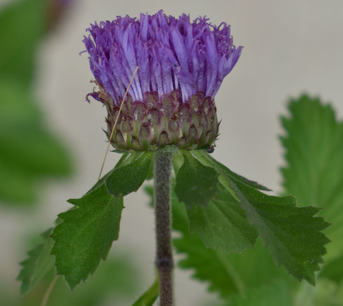 Centratherum punctatum