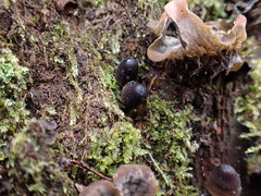 Mycena silvae-nigrae