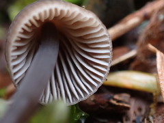 Mycena silvae-nigrae