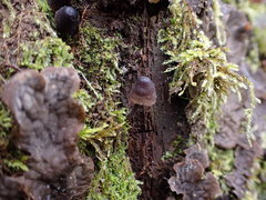 Mycena silvae-nigrae