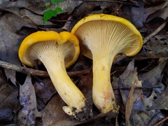 Cantharellus flavus