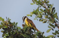 Pitangus sulphuratus