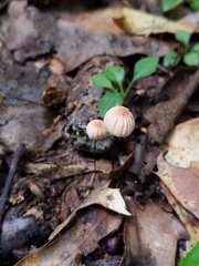 Marasmius bellipes