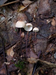 Marasmius bellipes