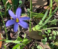 Angiospermae