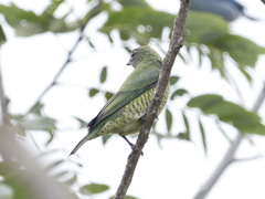 Tersina viridis