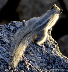 Funambulus palmarum