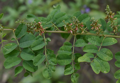 Indigofera tinctoria