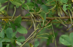 Indigofera tinctoria