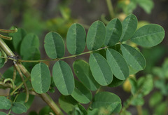 Indigofera tinctoria