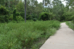 Indigofera tinctoria