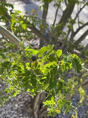 Chloroleucon tenuiflorum
