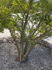 Chloroleucon tenuiflorum