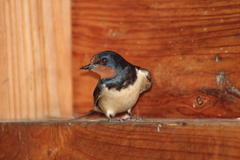 Hirundo rustica