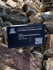 Chloroleucon tenuiflorum