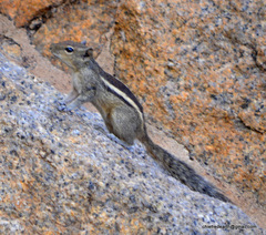 Funambulus palmarum