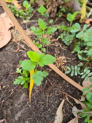 Marianthus bignoniaceus