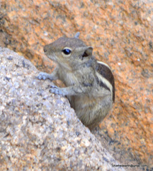 Funambulus palmarum