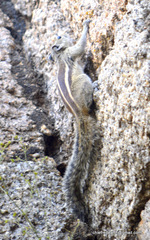 Funambulus palmarum
