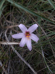 Velloziaceae
