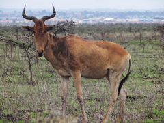 Alcelaphus buselaphus cokii