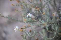 Olearia minor