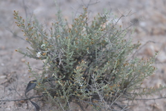 Olearia minor