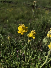 Genista sagittalis