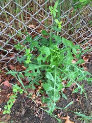 Lactuca canadensis