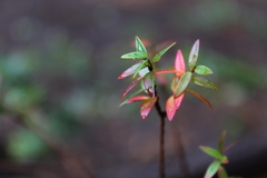 Metrosideros stipularis