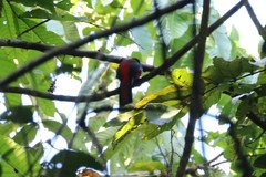 Harpactes duvaucelii