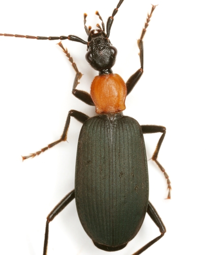 Galerita mexicana Chaudoir, 1872