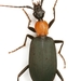 Mexican False Bombardier Beetle - Photo (c) Mike Quinn, Austin, TX, some rights reserved (CC BY-NC), uploaded by Mike Quinn, Austin, TX