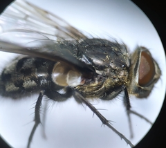 Pollenia rudis