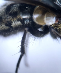Pollenia rudis
